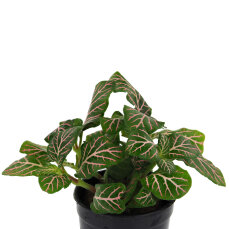 Fittonia "mini red" - Nervenpflanze für Terrarien