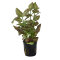 Fittonia "mini red" - Nervenpflanze für Terrarien