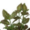Fittonia "mini red" - Nervenpflanze für Terrarien