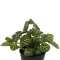 Fittonia "mini red" - Nervenpflanze für Terrarien