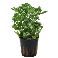 Fittonia "mini white" - Nervenpflanze für...