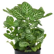 Fittonia "mini white" - Nervenpflanze für...