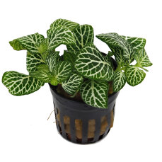 Fittonia "mini white" - Nervenpflanze für Terrarium