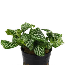Fittonia "mini white" - Nervenpflanze für Terrarium