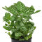 Fittonia "mini white" - Nervenpflanze für Terrarium