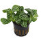 Fittonia "mini white" - Nervenpflanze für Terrarium