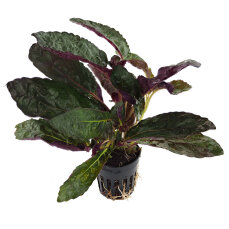 Hemigraphis colorata - Terrariumpflanze mit roten Blättern
