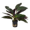 Hemigraphis colorata - Terrariumpflanze mit roten Blättern