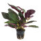 Hemigraphis colorata - Terrariumpflanze mit roten Blättern