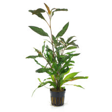 Hygrophila corymbosa var angustifolia "rubra"