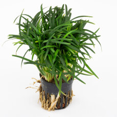 Ophiopogon japonicus "Kyoto Dwarf"