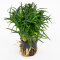 Ophiopogon japonicus "Kyoto Dwarf"