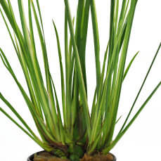 Acorus gramineus var variegatus