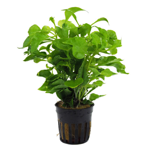 Alternanthera "Bettzickiana Aurea"