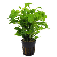 Alternanthera "Bettzickiana Aurea"
