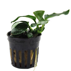 Anubias nana "Think Leaf" - Aufsitzerpflanze