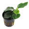 Anubias nana "Think Leaf" - Aufsitzerpflanze