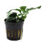 Anubias nana "Think Leaf" - Aufsitzerpflanze