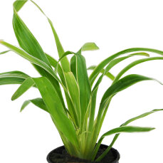 Chlorophytum bichetii - Plaudarium- und Terrariumpflanze