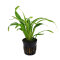Chlorophytum bichetii - Plaudarium- und Terrariumpflanze