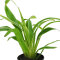Chlorophytum bichetii - Plaudarium- und Terrariumpflanze