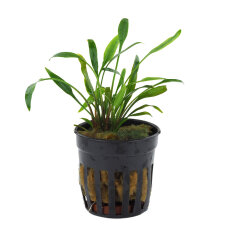 Cryptocoryne nevellii