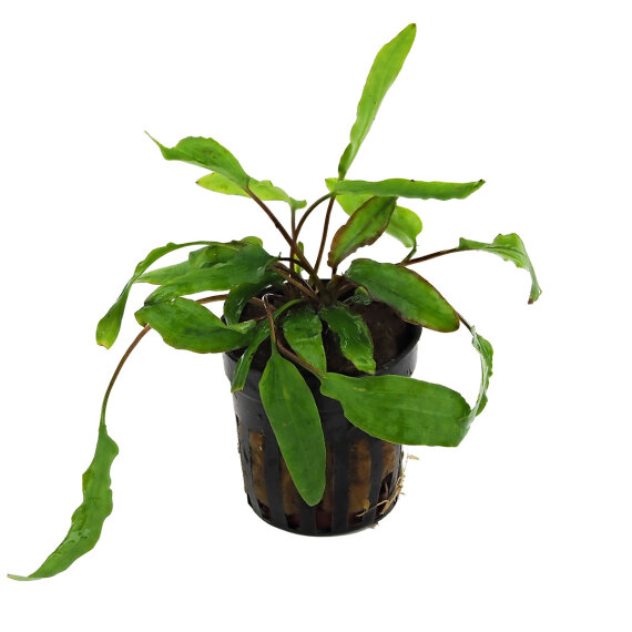 Cryptocoryne wendtii affinis red