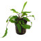 Cryptocoryne wendtii affinis red