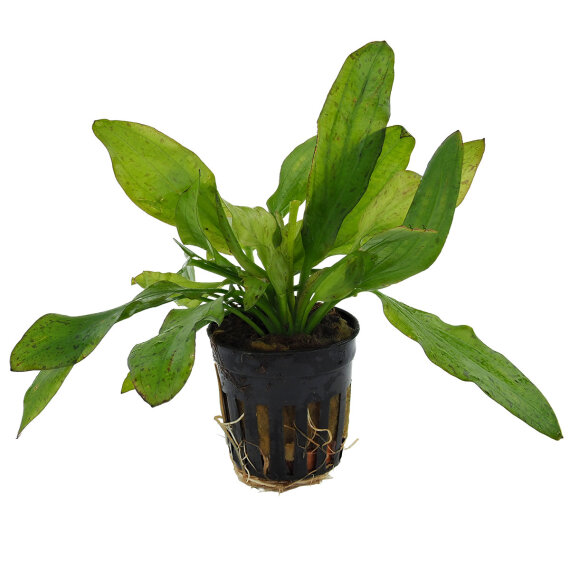 Echinodorus x "Granat" - Schwertpflanze