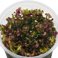 Rotala Singapore blood red -  rote Aquariumpflanze
