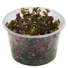 Rotala Singapore blood red -  rote Aquariumpflanze