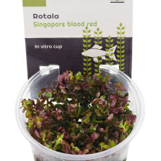Rotala Singapore blood red -  rote Aquariumpflanze