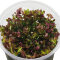 Rotala Singapore blood red -  rote Aquariumpflanze