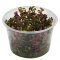 Rotala Singapore blood red -  rote Aquariumpflanze