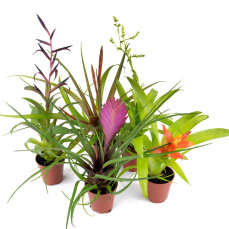 Bromelia Mix aus 5 Pflanzen unterschiedlicher Sorten