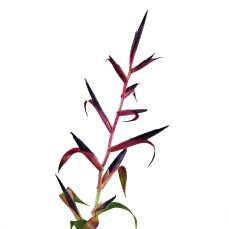 Bromelia Mix aus 5 Pflanzen unterschiedlicher Sorten