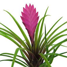 Bromelia Mix aus 5 Pflanzen unterschiedlicher Sorten