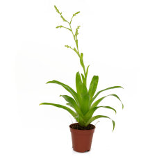 Bromelia Mix aus 5 Pflanzen unterschiedlicher Sorten