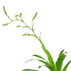 Bromelia Mix aus 5 Pflanzen unterschiedlicher Sorten