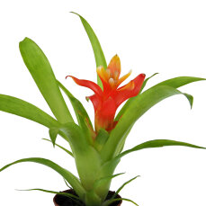 Bromelia Mix aus 5 Pflanzen unterschiedlicher Sorten