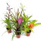 Bromelia Mix aus 5 Pflanzen unterschiedlicher Sorten
