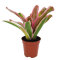 Bromelia Mix aus 5 Pflanzen unterschiedlicher Sorten