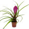 Bromelia Mix aus 5 Pflanzen unterschiedlicher Sorten