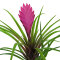 Bromelia Mix aus 5 Pflanzen unterschiedlicher Sorten