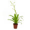 Bromelia Mix aus 5 Pflanzen unterschiedlicher Sorten