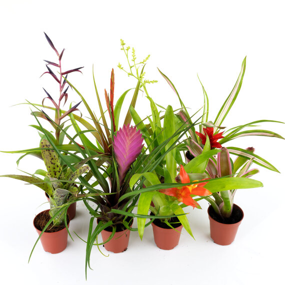 Bromelia Mix aus 8 Pflanzen unterschiedlicher Sorten