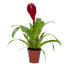 Bromelia Mix aus 8 Pflanzen unterschiedlicher Sorten