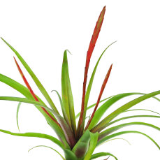 Bromelia Mix aus 8 Pflanzen unterschiedlicher Sorten