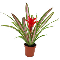 Bromelia Mix aus 8 Pflanzen unterschiedlicher Sorten