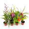 Bromelia Mix aus 8 Pflanzen unterschiedlicher Sorten
